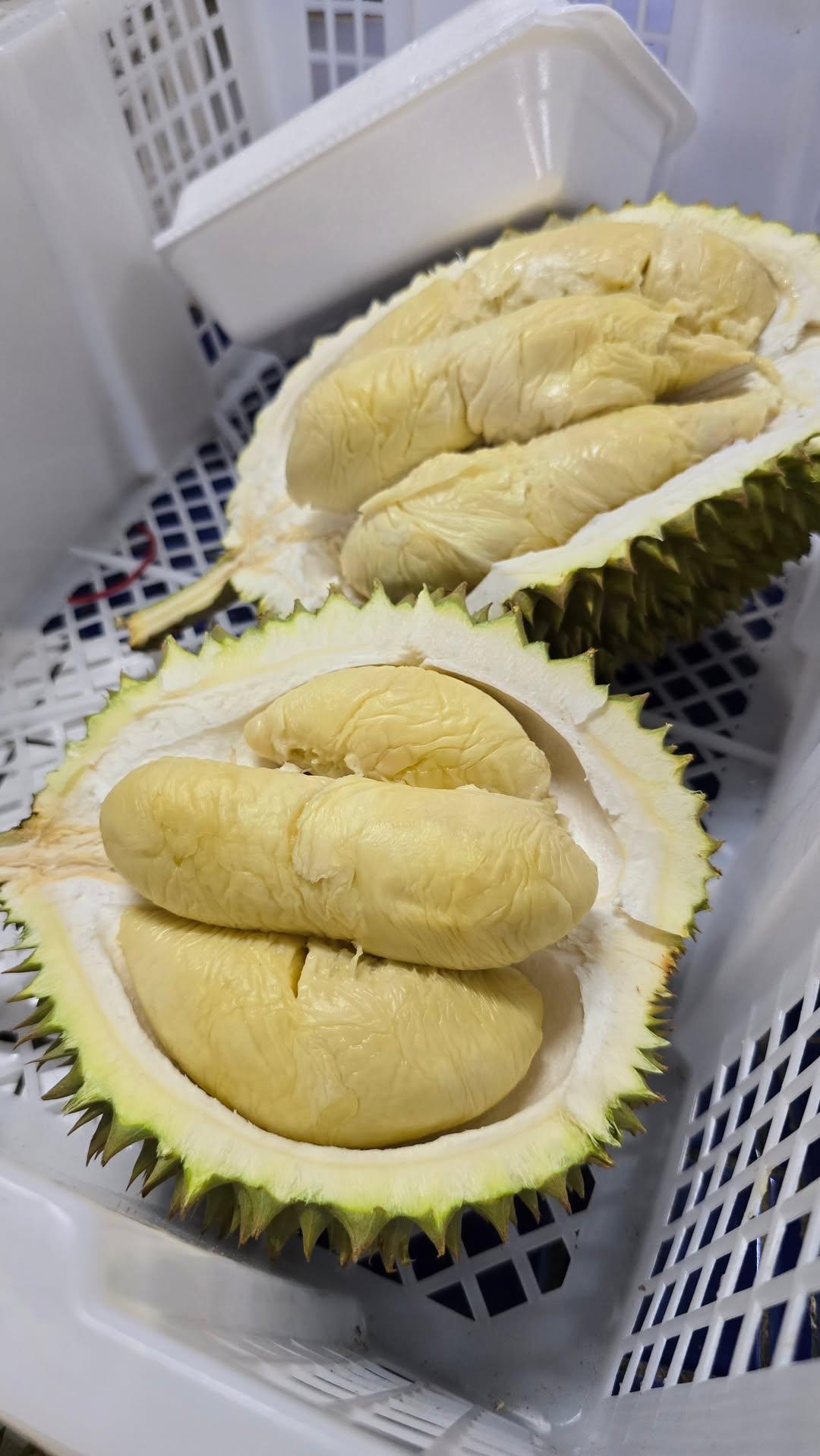 s17 durian