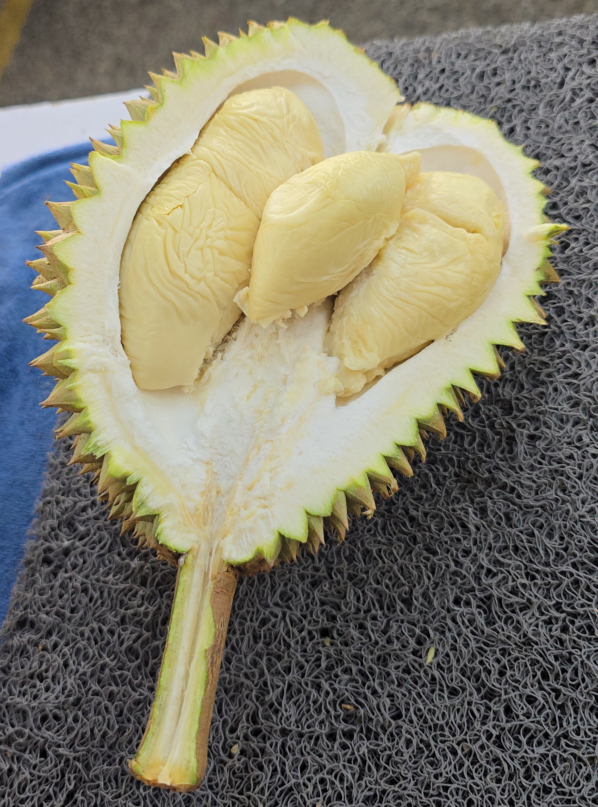 s17 durian