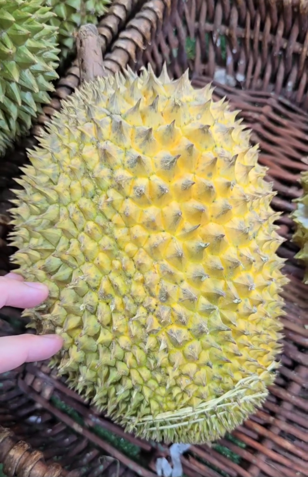 tekka green bamboo durian