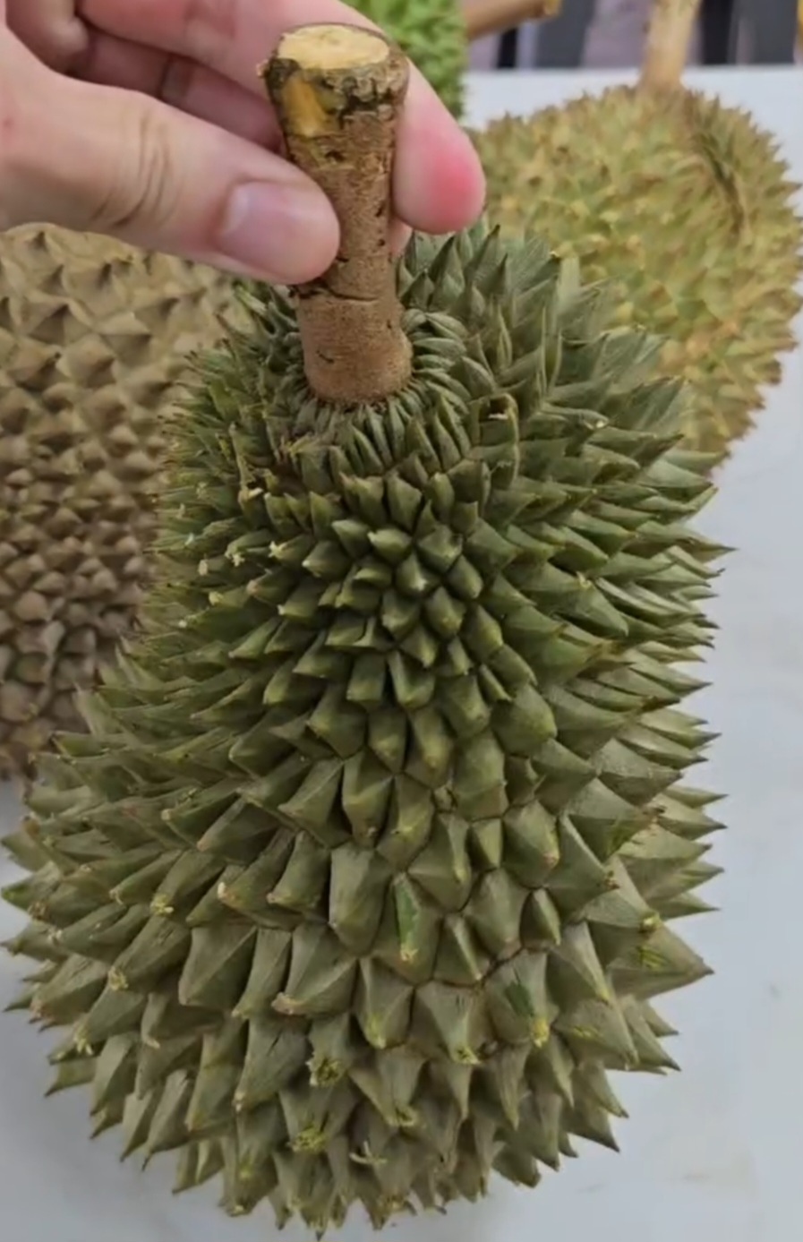 tupai king durian