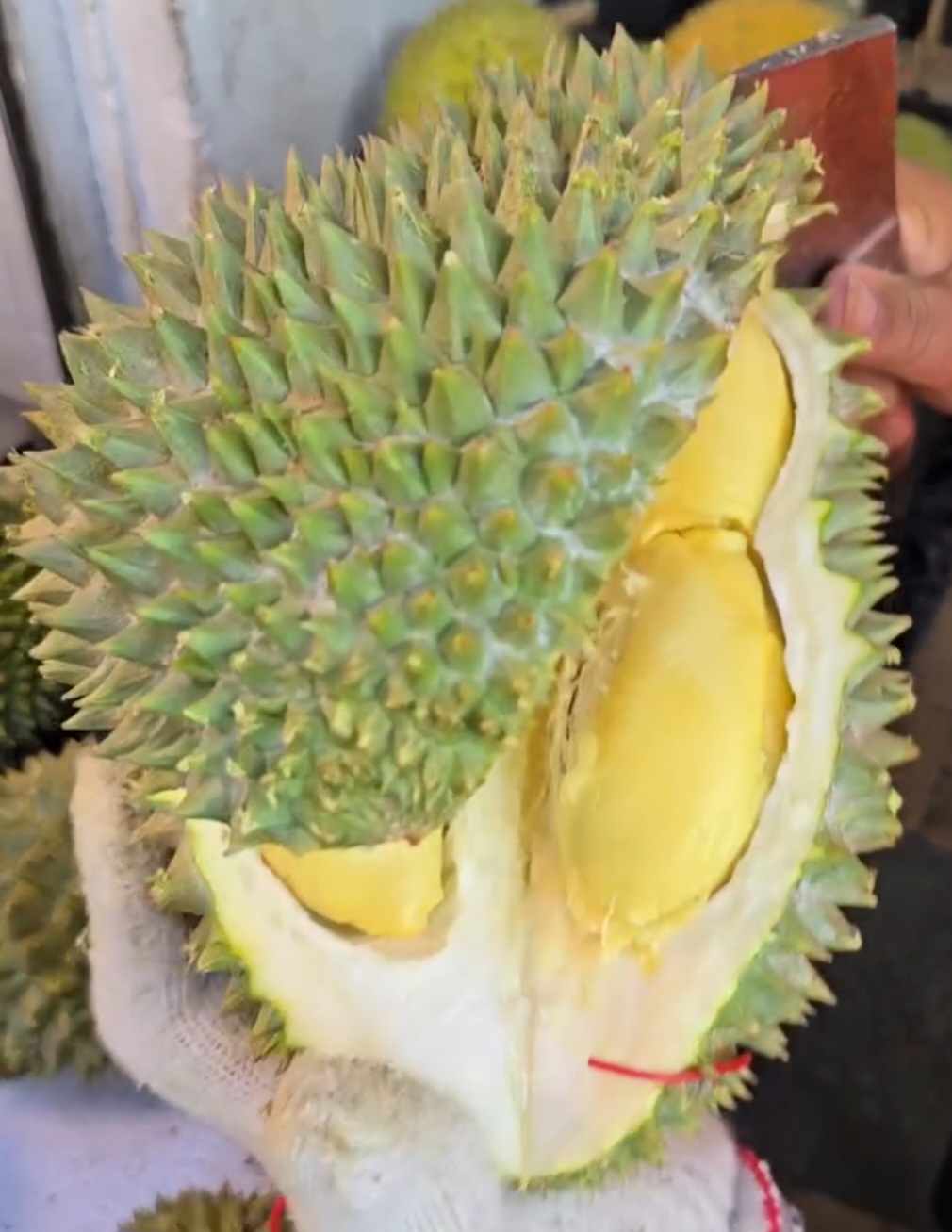 tupai king durian