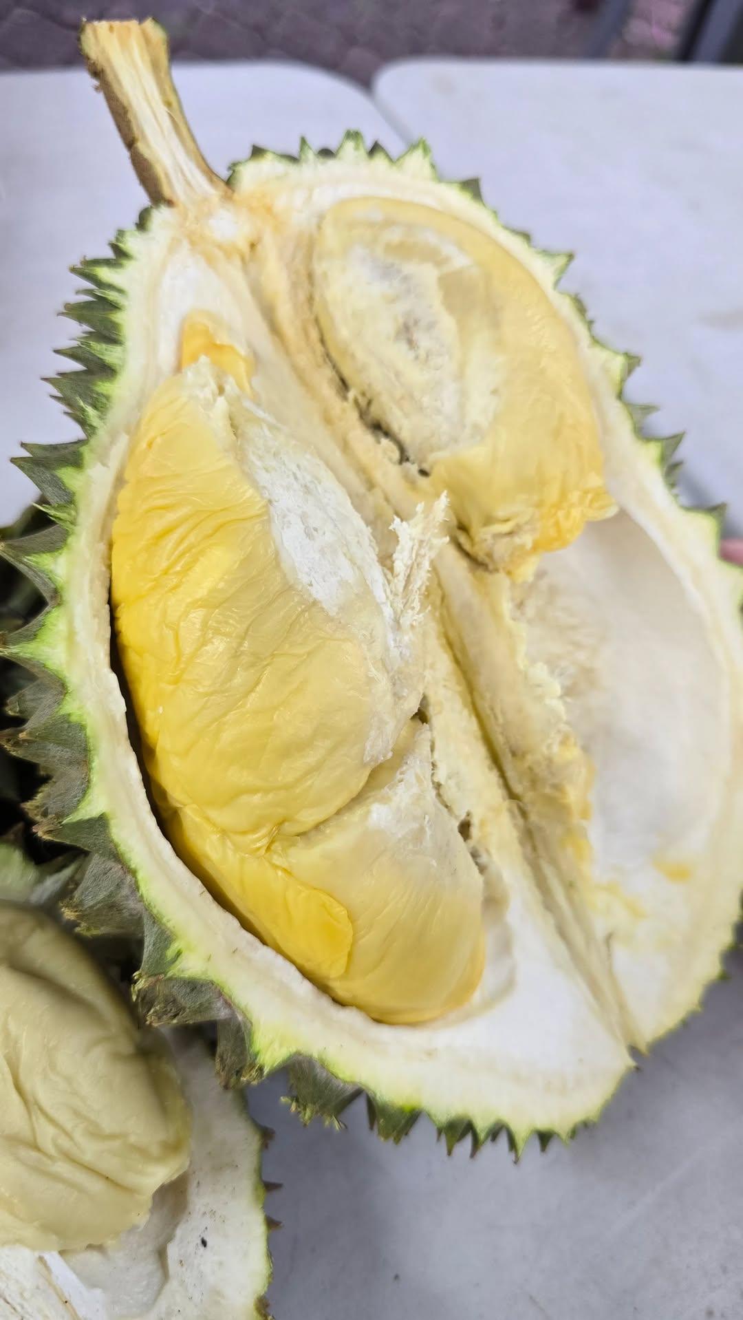 tupai king durian