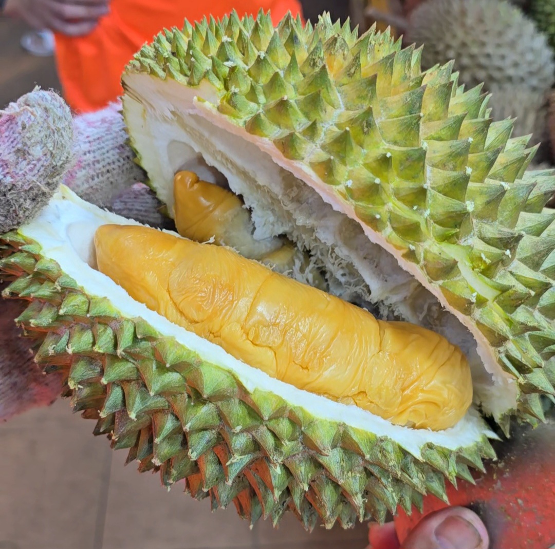 forget me not durian