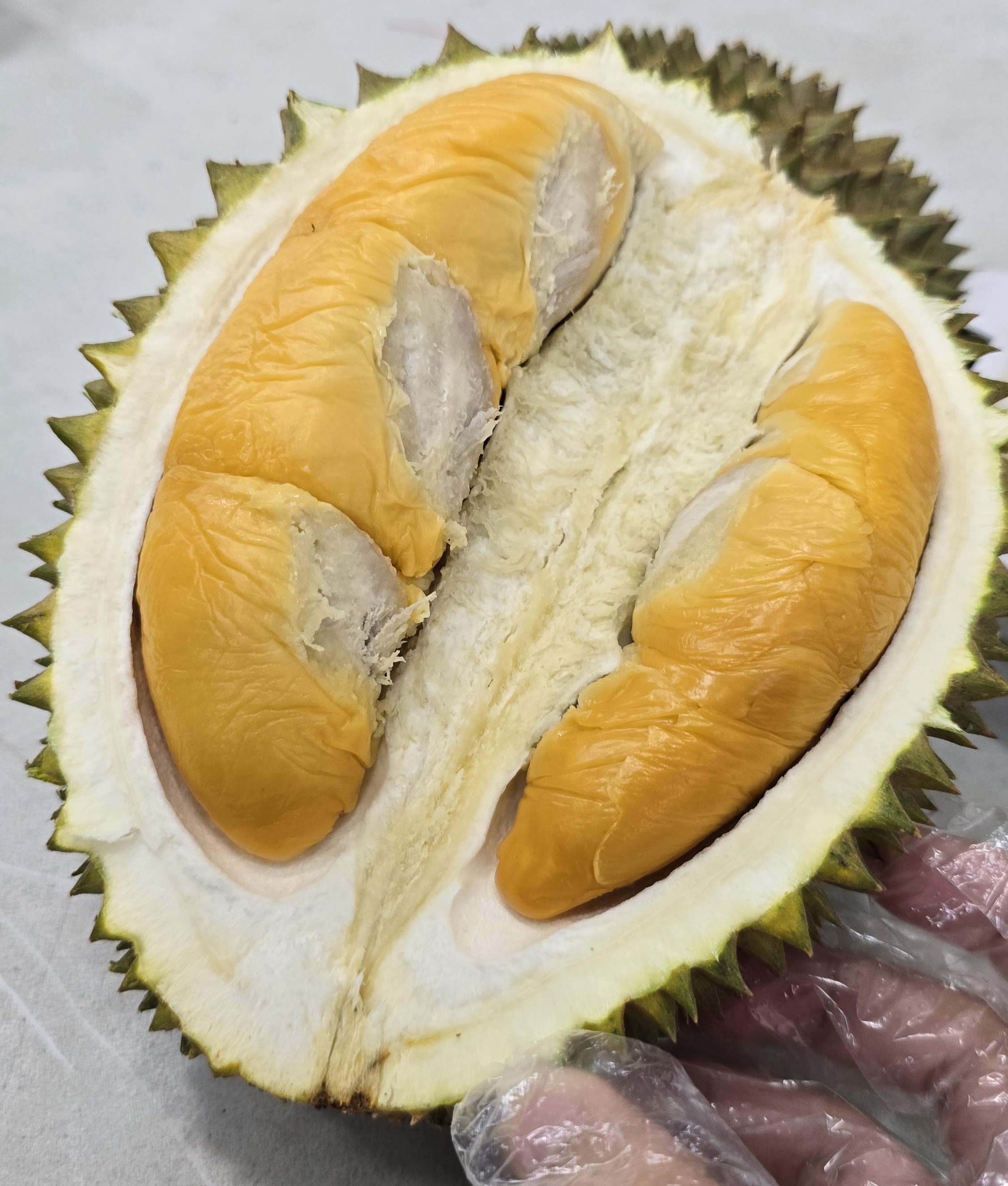 forget me not durian